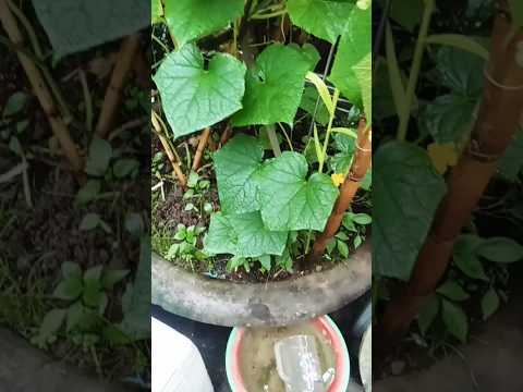 nhạc hay cảnh đẹp # Luân Nguyễn