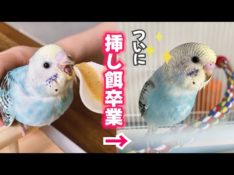 なかなか挿し餌をやめられなかった雛が一人餌になるまでの記録【セキセイインコ　雛　生後2カ月】