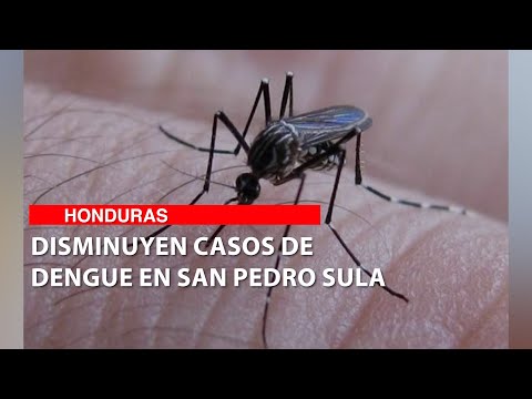 Disminuyen casos de dengue en San Pedro Sula