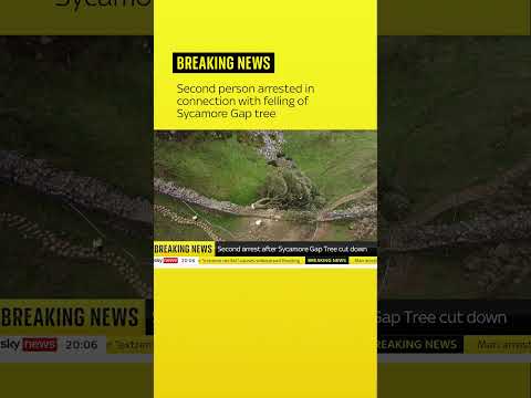 Second person arrested in connection with felling of iconic landmark Sycamore Gap tree