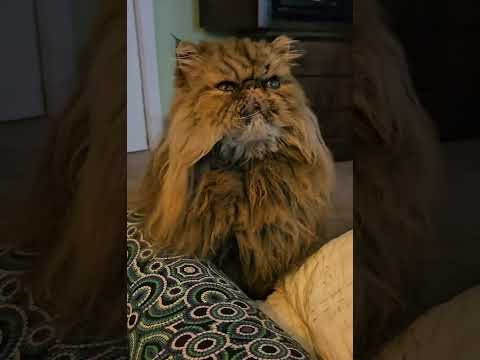 Most Beautiful #longhaircat #cutecat #foryou