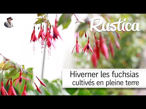 Hiverner les fuchsias cultivés en pleine terre