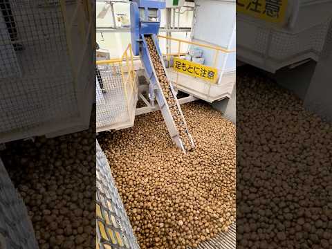 【大迫力】町中のじゃがいもが集まるデンプン工場に潜入！！