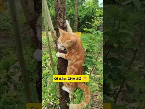 LẬT KÈO ĐỈNH CAO: NGÃ BAY MÈO, KHÓC TU TU#meo#vutrudramameo#xuhuong#haihuoc#meme