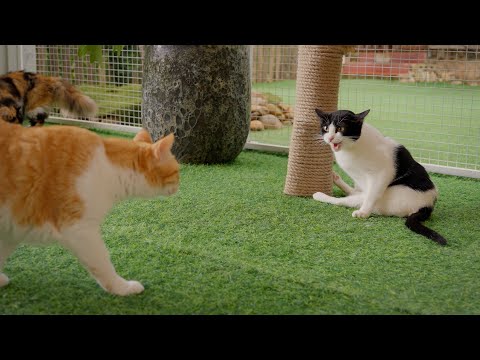 初めて猫ハウスに入った雨ちゃん…先輩たちに負けない強気な姿が可愛すぎる！