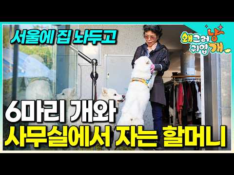 진돗개 포함 6마리 개들과 <strong>사무실에서</strong> 사는 만물상 할머니 │#왜그러냥귀엽개