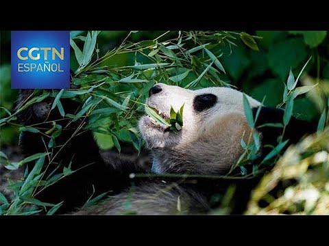 La pandemia hace peligrar el suministro de bambú fresco para los pandas que habitan fuera de China