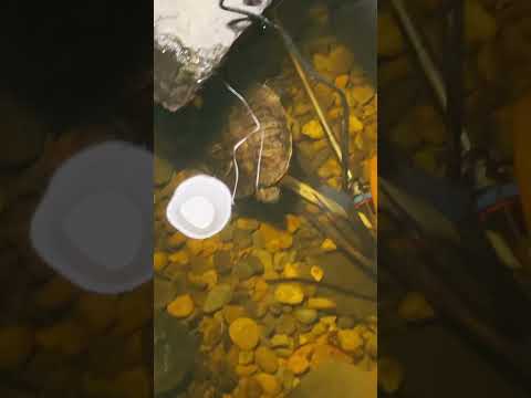 It’s gettin cold! #pondfish #aquariumfish #redea 