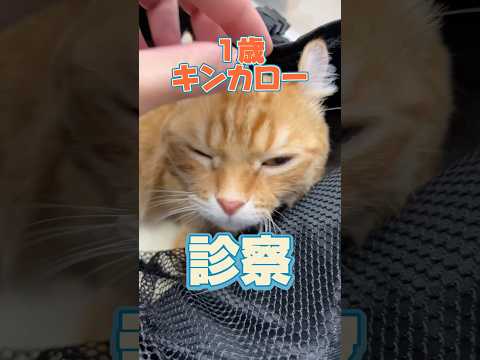 頻尿と血尿をする1歳のキンカローが動物病院にやってきた！