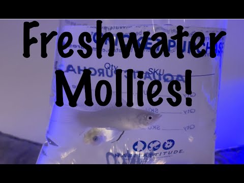 Freshwater Mollies! 4 What Tank Though? Check out the new fish!! Thanks for watching, please don't forget to like comment and subscribe. I w
