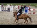 Show jumping horse Schoolmaster for sale !!!