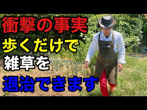 【みんな知らない】夏の雑草は絶対に座って取ってはいけません　　　　　　　　　　【カーメン君】【園芸】【ガーデニング】【初心者】