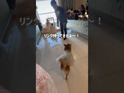 かわいすぎるリングガール👧💍&…??#結婚式  #shorts