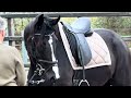 Dressage horse Aansprekende 3-jarige KWPN dressuurmerrie, Made Of Honor x Jameson RS2