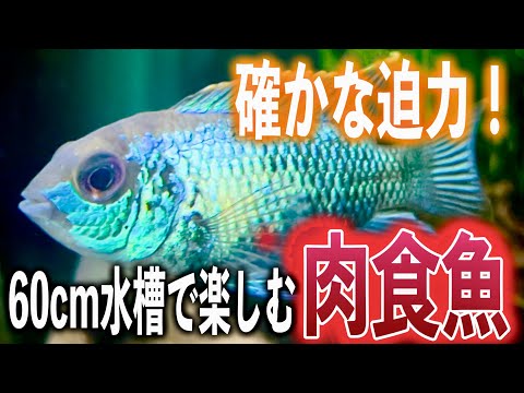 【厳選10選】60㎝水槽で飼える!迫力の肉食魚【淡水魚 アウクアリウム】