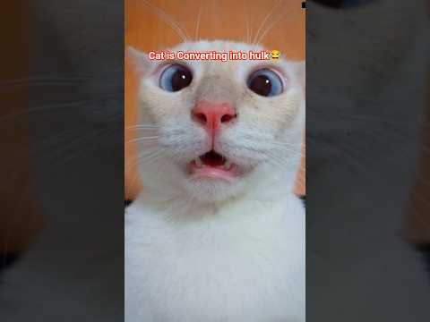 Hulk Cat🥶 #cat #catvideo #viral #fypシ #animals