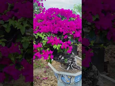 Svc Quang thiện#hoa #giay