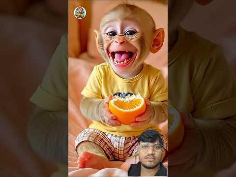 Baby Monkey Orange Eating #shortsfeed #shorts #animals #animal #trending #funny #comedy #viral