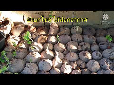 บัวบกโขดไซส์ใหญ่ๆ-บัวบกผา-บัวบ บัวบกโขดไซส์ใหญ่ๆ-บัวบกผา-บัวบ