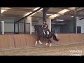 Dressuurpaard Super mooie 3 jarige merrie van Just wimphof te koop