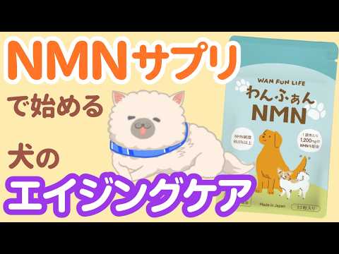 NMNとは？犬の老化予防にNMNサプリがおすすめな理由