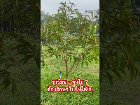 ทุเรียน-ทำไมต้องรักษาใบไว