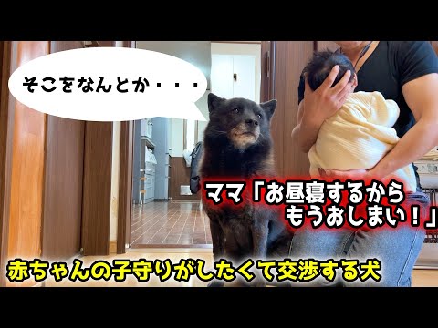 赤ちゃんの世話がしたすぎて何度も交渉する甲斐犬一休