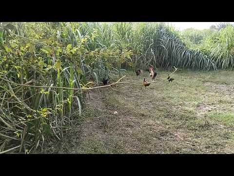 My beautiful village view 