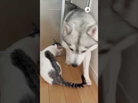 猫の動画サムネイル - ハスキーたちが帰ってきて扉越しに甘える猫さんだけど…｜PECO