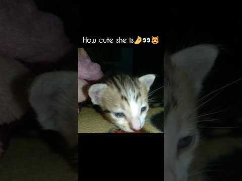 her cuteness🤌👀 #shorts #cat #viral #catmeme #cats #catlovers #catshorts #kitten #kitty #kittens #yt