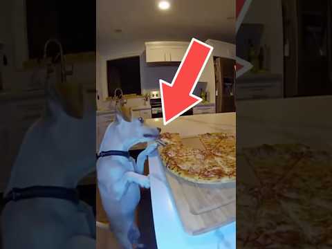 Dog Caught Stealing Pizza 🍕😂 #shorts