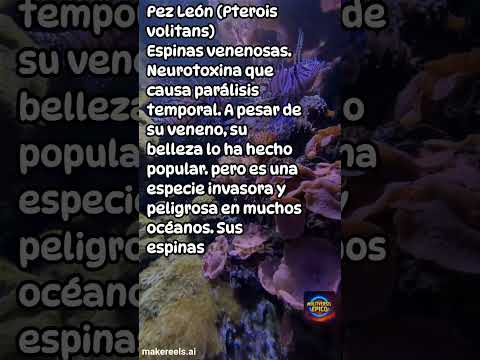 Criaturas Marinas Más Peligrosas de los Océanos#curiosidades#shortsenespanol
