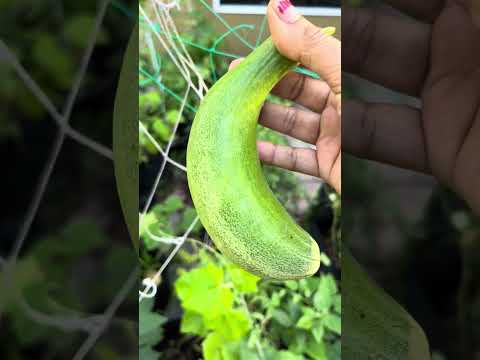Squash harvested