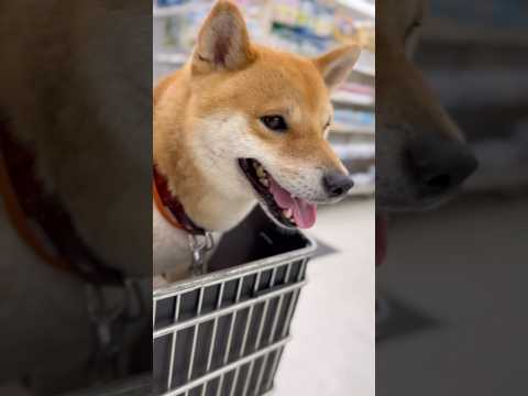 柴犬とん君のおすすめ無料カートアトラクションをご紹介 サムネイル