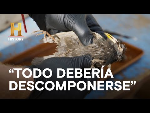 TODO DEBERÍA DESCOMPONERSE  - EL SECRETO DEL RANCHO SKINWALKER