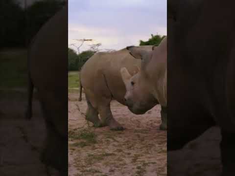 Rhino Massacre: Brutal Poaching Crisis!