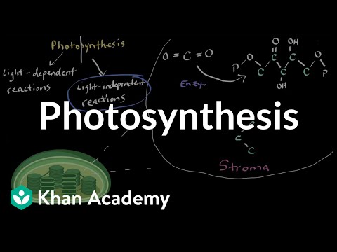 Photosynthesis | Matter and energy in organisms | High school biology | Khan Academy
