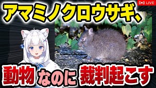 【獣医が解説】アマミノクロウサギが裁判を起こした!? 珍しいウサギと人々の話【北国ここなの動物研究室】