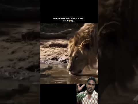 #lion #motivation #attitude #lionking #lifeisbutadream