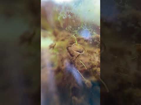 Freshwater Limpet plowing through a hydra 