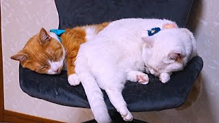 動画サムネイル