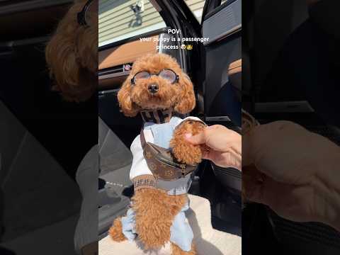 your puppy is a passenger princess 🐶👑 #puppy#dog #poodle #princess #asmrsounds #shorts