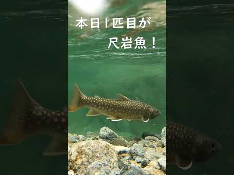 源流でいきなり尺岩魚！