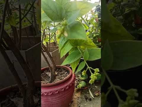 Beautiful Harsingar Flowers 🌸 in my Terrace Garden 🪴👍🙏 ||#garden #flowers #motivation #trend #shorts