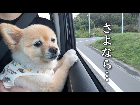 実家とのお別れが寂しくなり、愛犬がこうなりました…