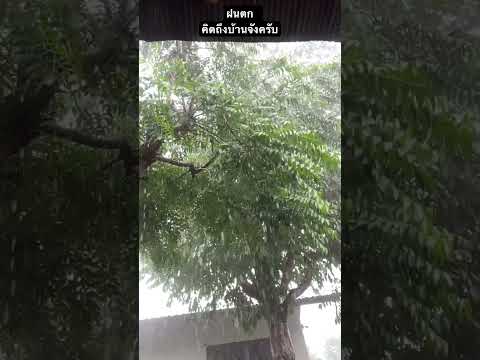 ฝนตกคิดถึงบ้านคิดถึงคนไกลsh