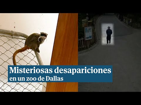 Extrañas desapariciones de animales en un zoo de Dallas