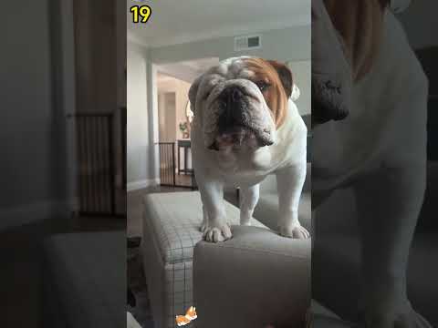 Funny and cute dogs compilation#funnydogs#cute#doglover#doglife#cure#dogshorts#pet#doglife#dogshorts