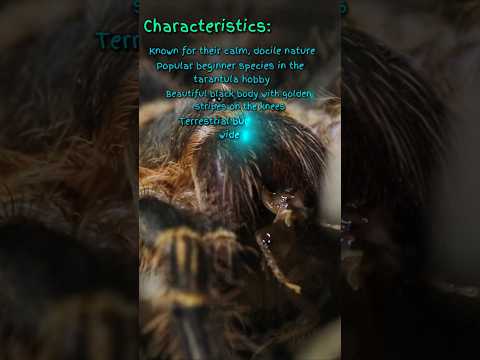 Spider Snapshot: Grammostola pulchripes – Chaco Golden Knee Tarantula