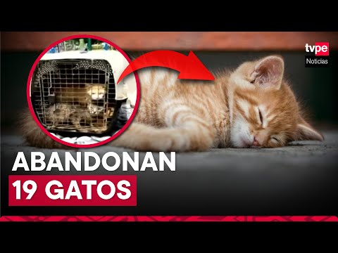 Miraflores: mujer abandonó 19 gatos en el parque Kennedy